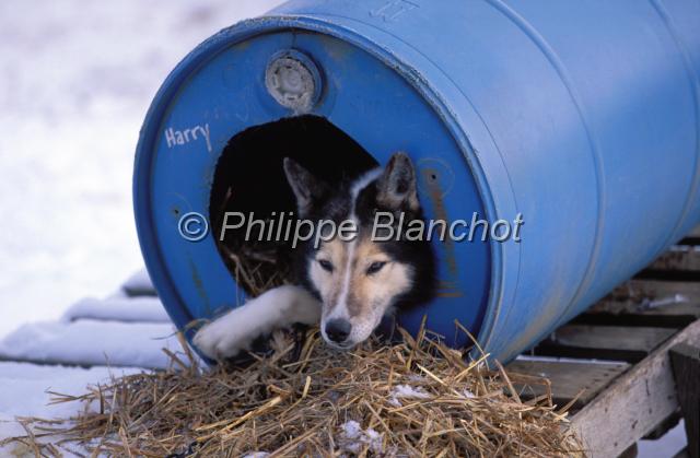 canada ontario  21.JPG - Husky dans sa nicheElevage chiens de traîneauSouthriverOntarioCanada